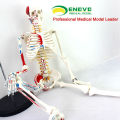 Teaching Models Plastic Human Skeleton Anatomy with Nerves Model